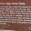 upas-tree-ipoh