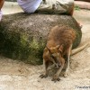 wallaby