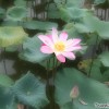 water-lily-taiping