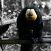 white-faced-saki-monkey