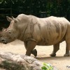 white-rhinoceros