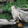 white-tiger-poo