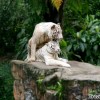 white-tigers-making-out