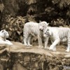white-tigers-singapore-zoological-gardens