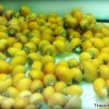 yellow-snail