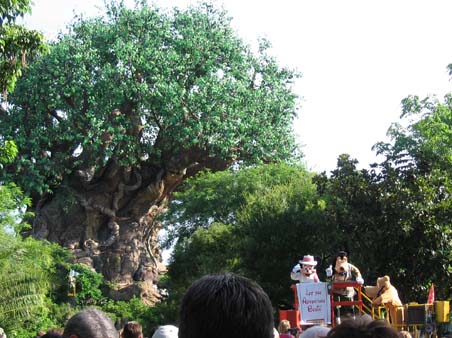 In Animal Kingdom, there are six attractions: Africa, Rafiki's Planet Watch, 