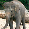 Singapore Zoo (Part 2/5)