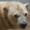 The Tropical Polar Bears