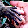 Singapore Zoo (Part 5/5)