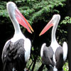 The Aviary Kingdom (Part 3/3)