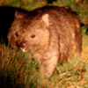 Cradle Mountain Video