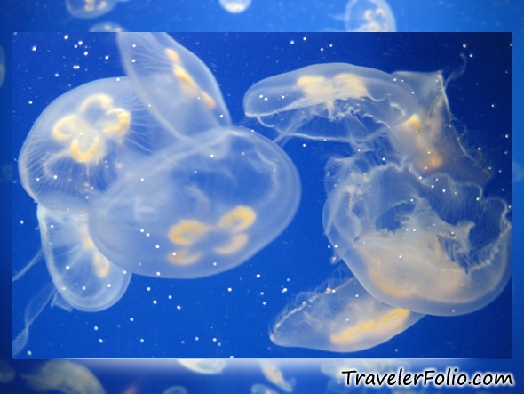 transparent-jelly-fish