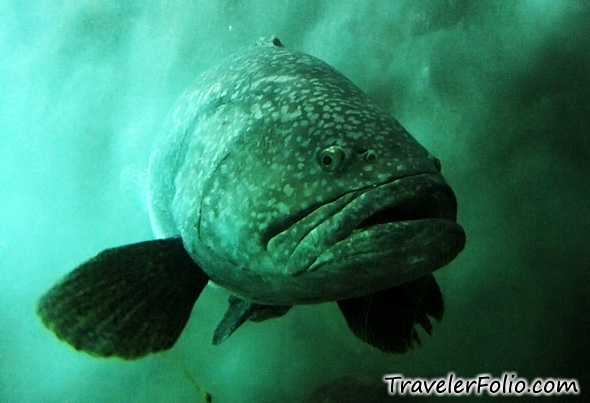 giant-grouper