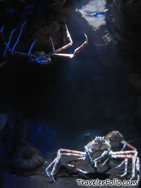 japanese-giant-spider-crab