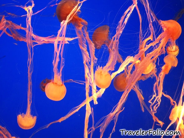 jelly-fish-long-tentacle