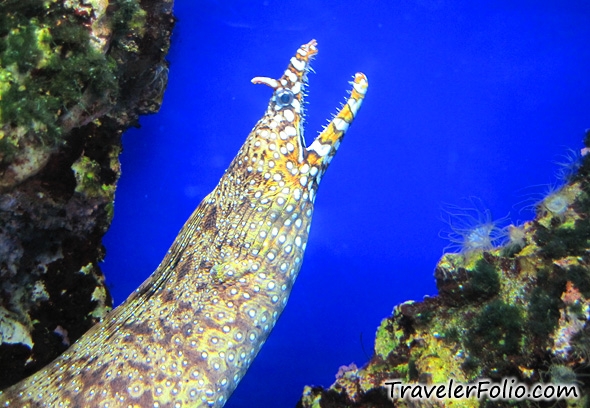 moray-eel