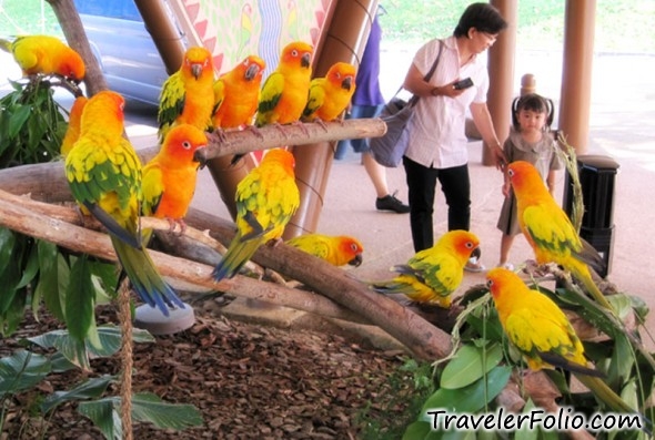 sun-conure