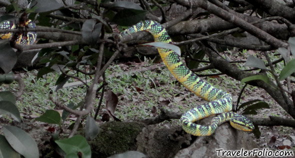 poisonous-temple-snake