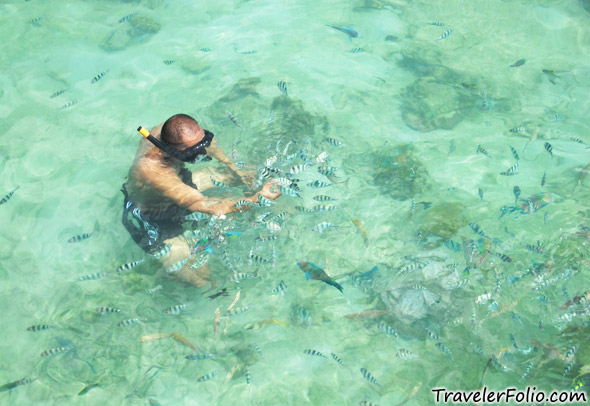 manukan-island-fish-feeding