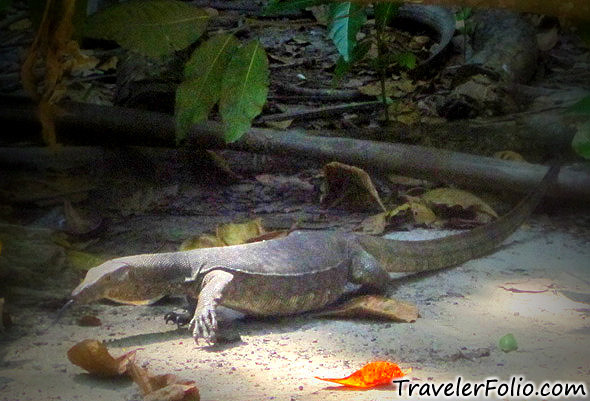 pulau-sapi-monitor-lizard