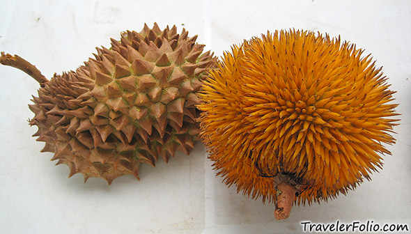 sabah-red-durian-wiki