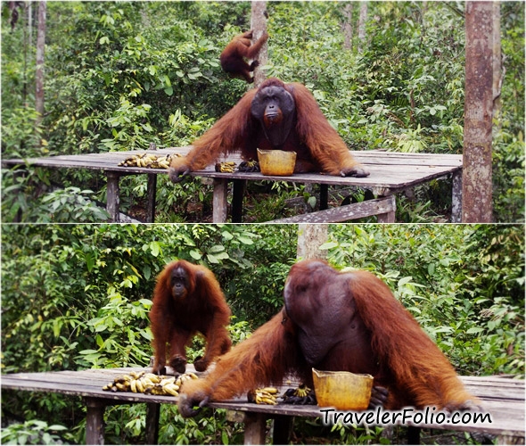 The Mystic World Of Orangutans Travel Blog Singapore