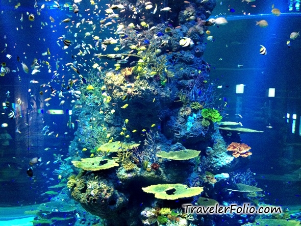 Marine Life Park - World's Largest Oceanarium @RWSentosa @ Singapore ...