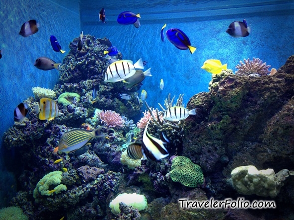 Marine Life Park - World's Largest Oceanarium @RWSentosa @ Singapore ...