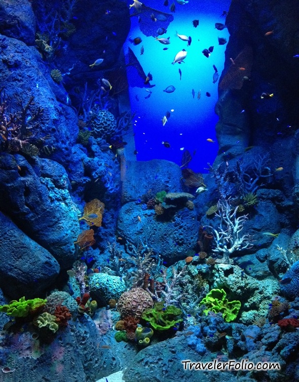 Marine Life Park - World's Largest Oceanarium @RWSentosa @ Singapore ...