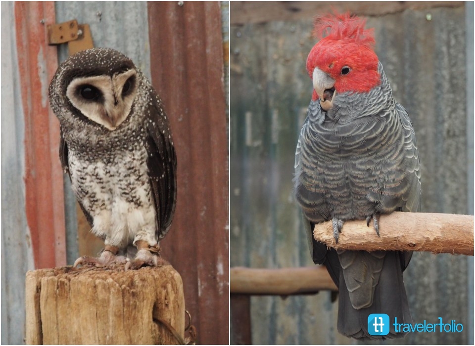 caversham-wildlife-park