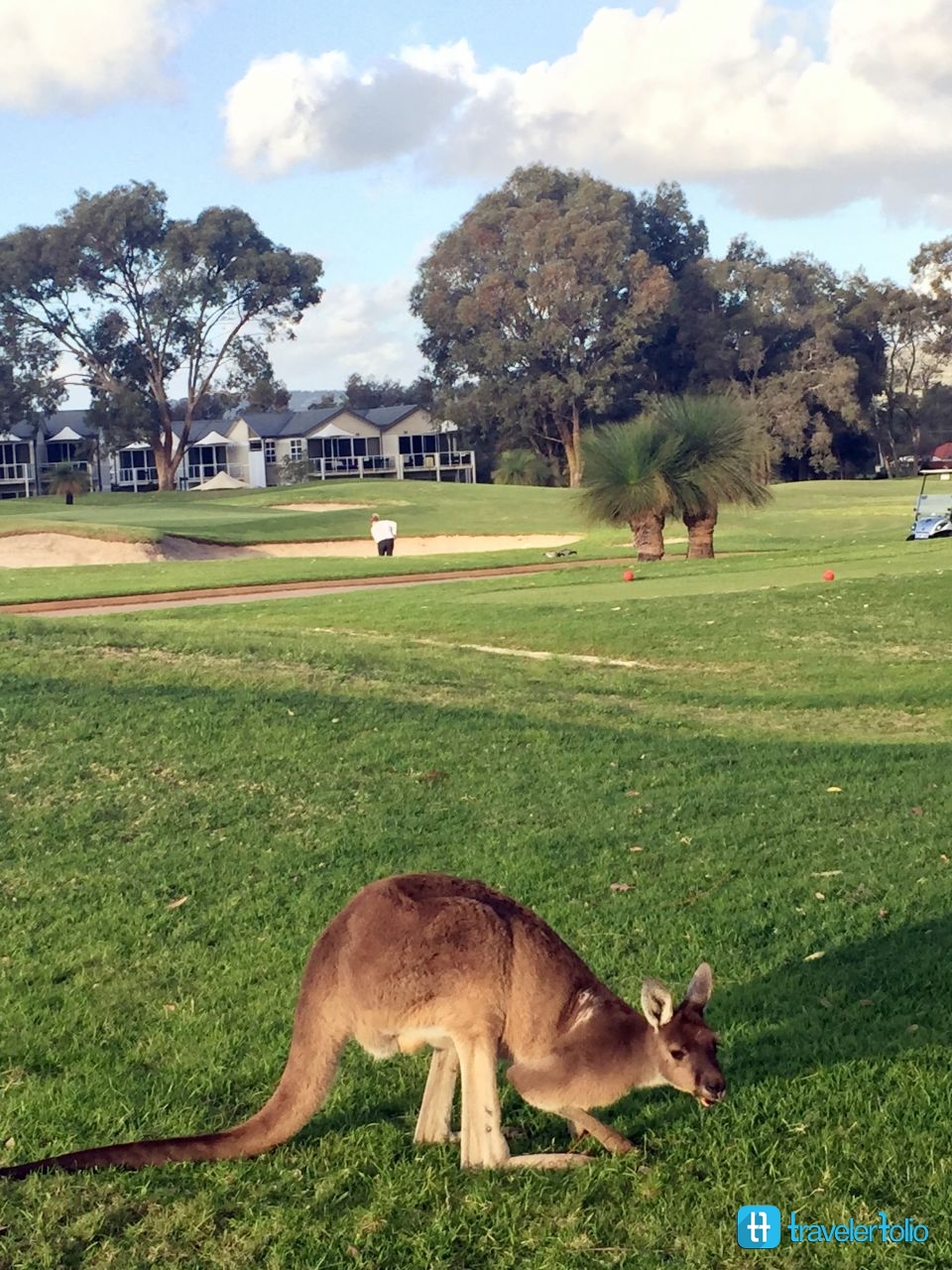 kangaroo-swan-valley