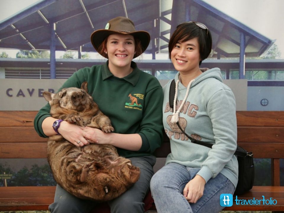 wombat-caversham-wildlife-park-australia