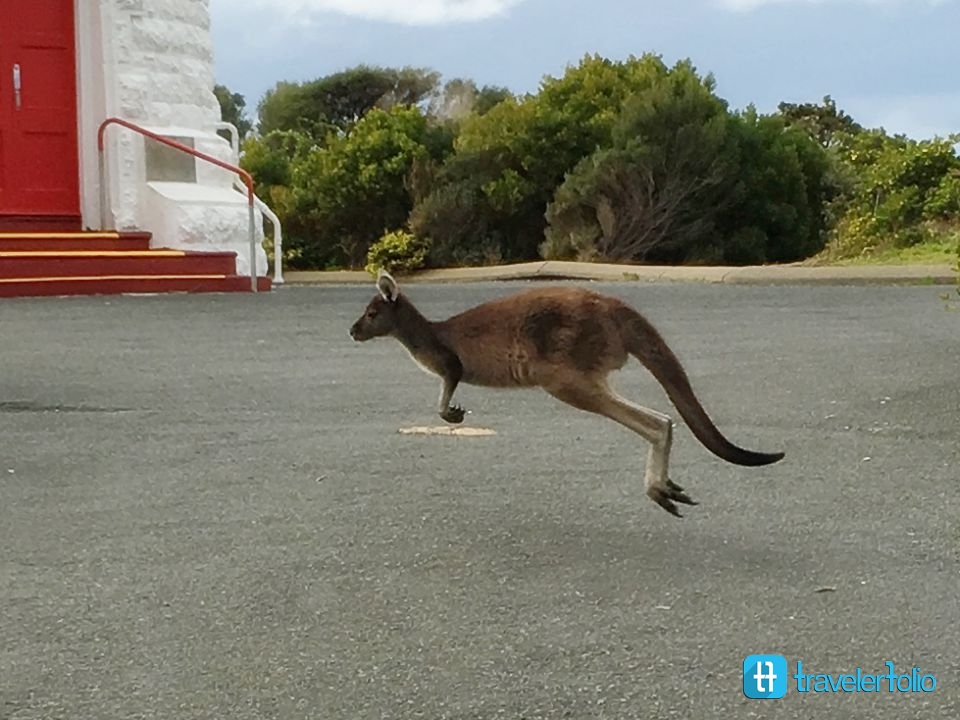 wallaby