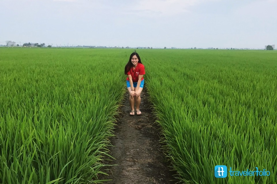 paddy field in sekinchan malaysia