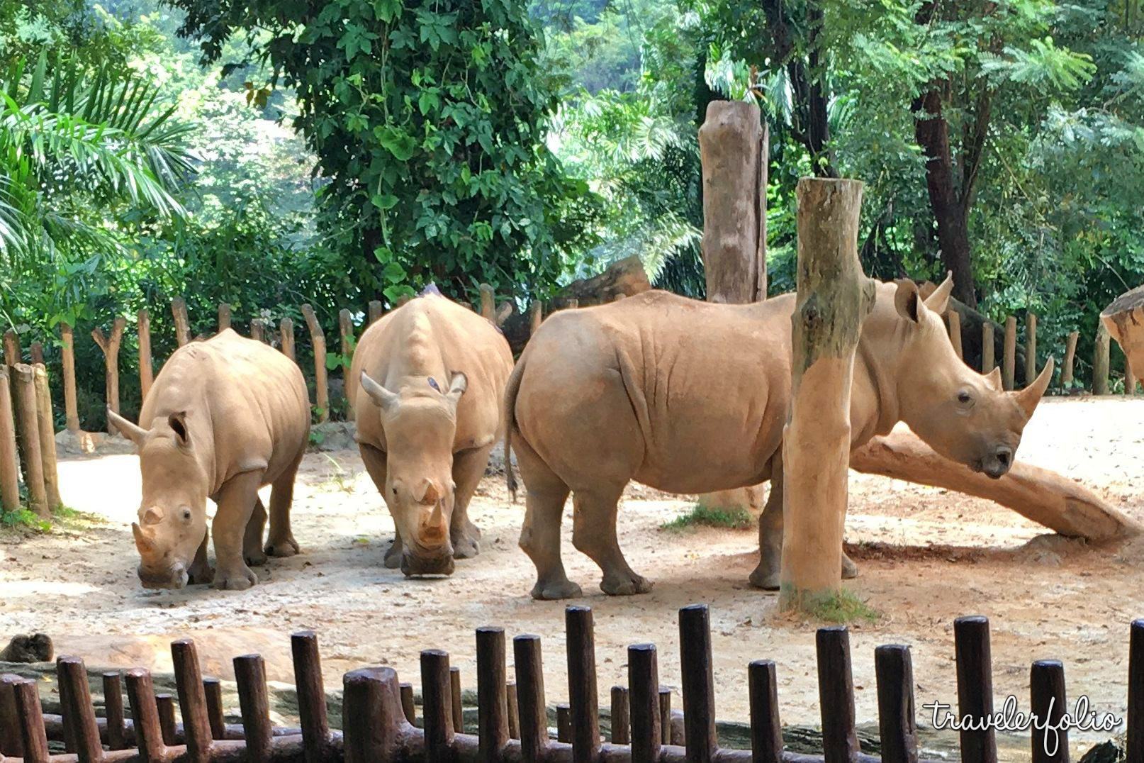 Singapore Zoo, August 2020 | Post-Circuit Breaker Domestic Tourism